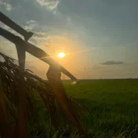 طارم محلی مستقیم از کشاورز