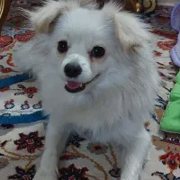 سگ پامر اشپیتز روباهی