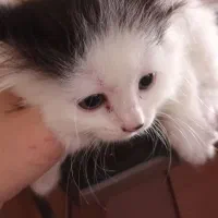 بچه گربه های نر وماده میکس پرشین|گربه|گرگان, |دیوار