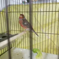 فروش ۵ عدد قناری نر مست اماده جفت‌