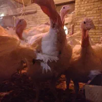 بوقلمون کشتاری بیوتی زنده