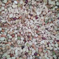 لوبیا چیتی آشی تمیز