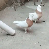 کبوتر طوقی و پلاکی پرینت دار مسافتی