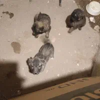 سگ نژاد سرابی رایگان معاوضه با مرغ|سگ|تبریز, |دیوار