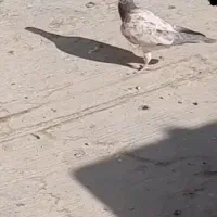 کفتر|پرنده|پاکدشت, پاکدشت (مامازند)|دیوار