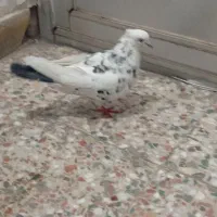 کبوتر یا کفتر|پرنده|قم, شهرک امام حسین|دیوار