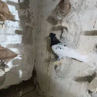 کفتر رنگه