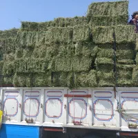 یونجه خشک