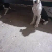 سگ ماده ازنژاداشپیتز۴تا|سگ|اراک, |دیوار