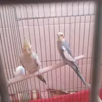 عروس هلندی|پرنده|یزد, |دیوار