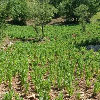 افغان کوهنورد کشاورز