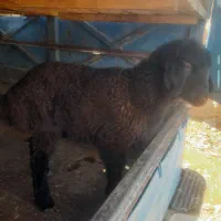 بره شیری درجه یک