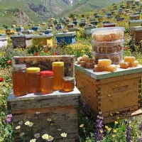 عسل اصل و درمانی در دو قسط