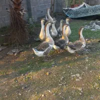 قوغاز|حیوانات مزرعه|آستانه اشرفیه, |دیوار