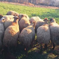 میش و بره  گوسفند|حیوانات مزرعه|سنقر, |دیوار