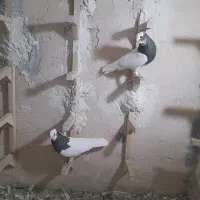 یجفت نروماده طوق سرکه، کله نر مست جوان|پرنده|شیراز, پودنک|دیوار