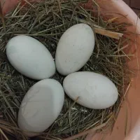 تخم غاز محلی نطفه دار وغاز محلی