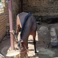 اسب|اسب و تجهیزات اسبسواری|خرمآباد, |دیوار