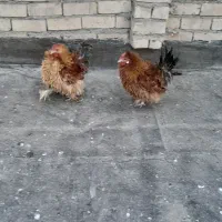 خروس فری جوان|حیوانات مزرعه|مشهد, کشف|دیوار