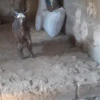 دوتا بیگ‌ نر شیری چاق|حیوانات مزرعه|ایذه, |دیوار