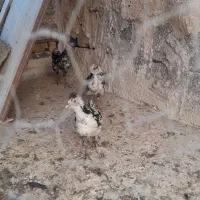 جوجه مرغ گلین اصل|حیوانات مزرعه|رفسنجان, |دیوار