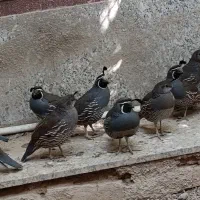 بلدرچین کالیفرنیایی بالغ|حیوانات مزرعه|تهران, دولاب|دیوار