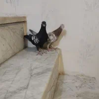 کفتر سیندار