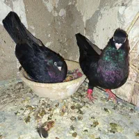 فروش کبوتر صرب|پرنده|مسجد سلیمان, |دیوار