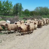گوسفند|حیوانات مزرعه|کوزران, |دیوار