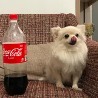 سگ جیبی مینیاتوری شیواوا|سگ|کوهدشت, |دیوار