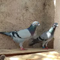 پلاکی
