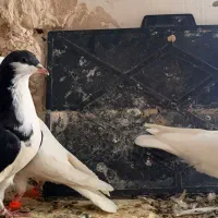 ۹تا کفتر رنگه سار جوانه