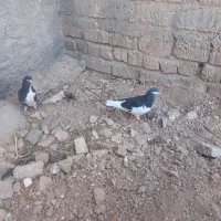 کیوتر|پرنده|مرودشت, فیروزی|دیوار