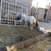 بره قوچی چینی اصل|حیوانات مزرعه|تربت جام, جامرود|دیوار