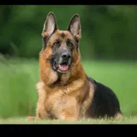 واگذاری سگ قبول دارم