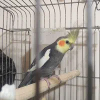 عروس هلندی مولد با جوجه