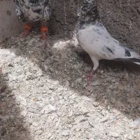 کبوتر