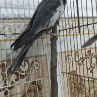 عروس هلندی سخنگو