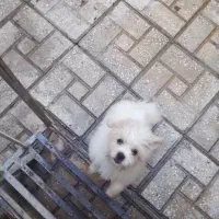 سگ پاکوتاه نجادخرسی