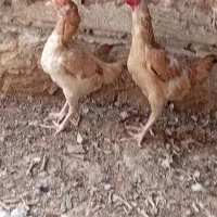 مرغ محلی تخم و جوجه ای