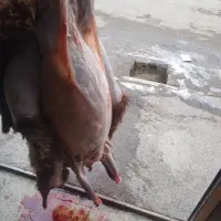 سلاخی گوسفندوبزرایگان درایام محرم وصفر