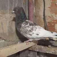 کبوتر کله هفت رنگ نر