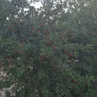 باغ ثمری  هکتاری ۸۰۰میلیون چکی شرایطی|فروش زمین و ملک کلنگی|شیراز, باغشهر قصر سبز|دیوار