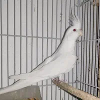 فروش چند عدد عروس هلندی (( نر و ماده تک))