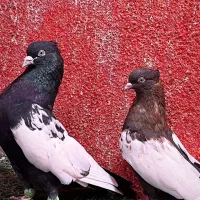 کبوتر سینه