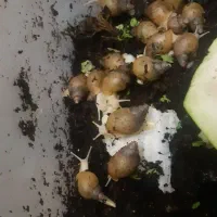 حلزون اقتصادی  (اطلاعات داخل آگهی )