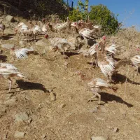 بوقلمون بوربون