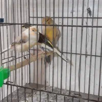 ۳تا ماده قناره|پرنده|اصفهان, سرچشمه|دیوار