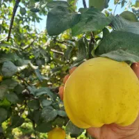 میوه به اصفهان هیوا|خوردنی و آشامیدنی|شیراز, باغ تخت|دیوار
