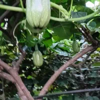 فرداصبح تا غروب ایناموجودن ترتازه مخصوص باغ خودم